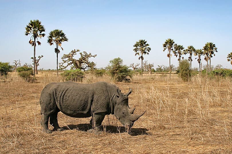 Safari à Bandia & Ranch aux Lions 1J