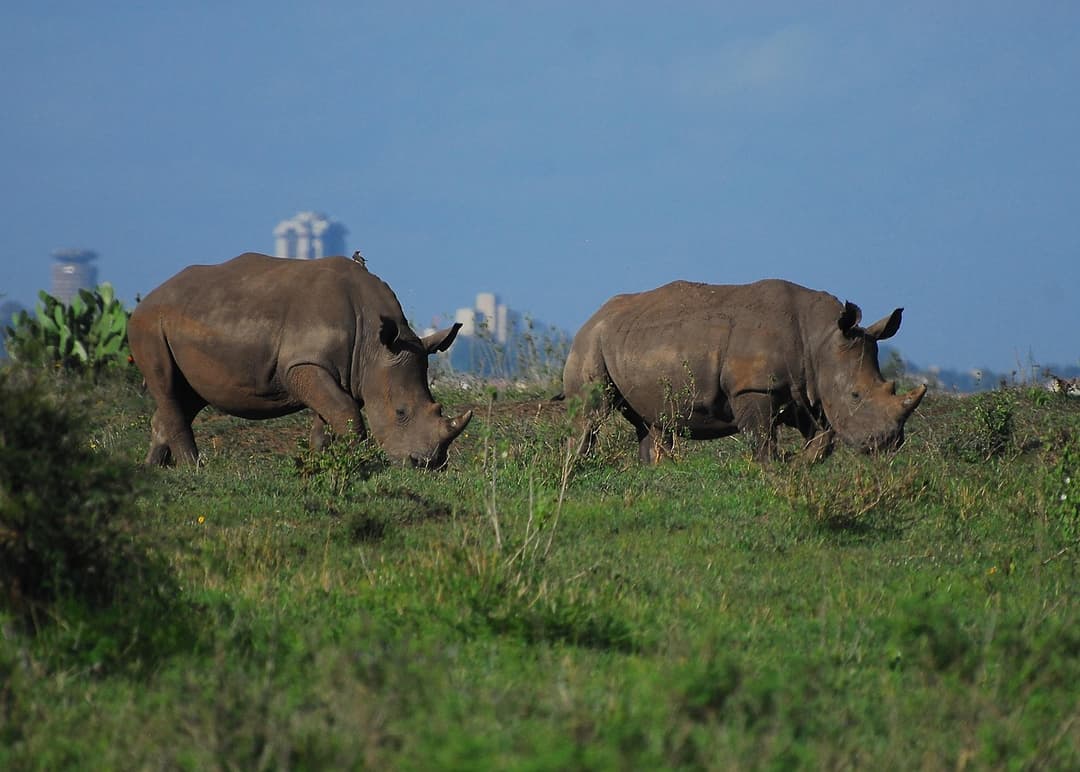 Nairobi National Park and Giraffe Centre Guided Safari Tour