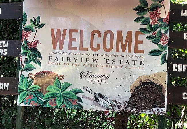 Nairobi Coffee Farm and Factory Tour- Fairview Estate